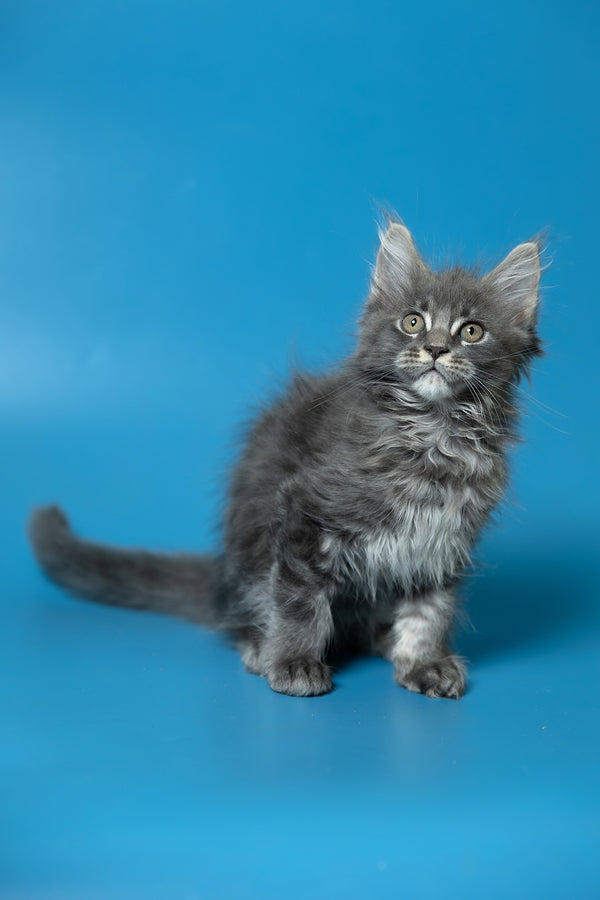 Derya | Maine Coon Kitten