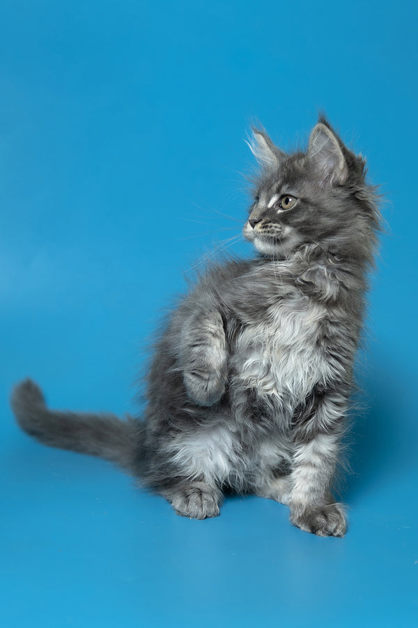 Derya | Maine Coon Kitten