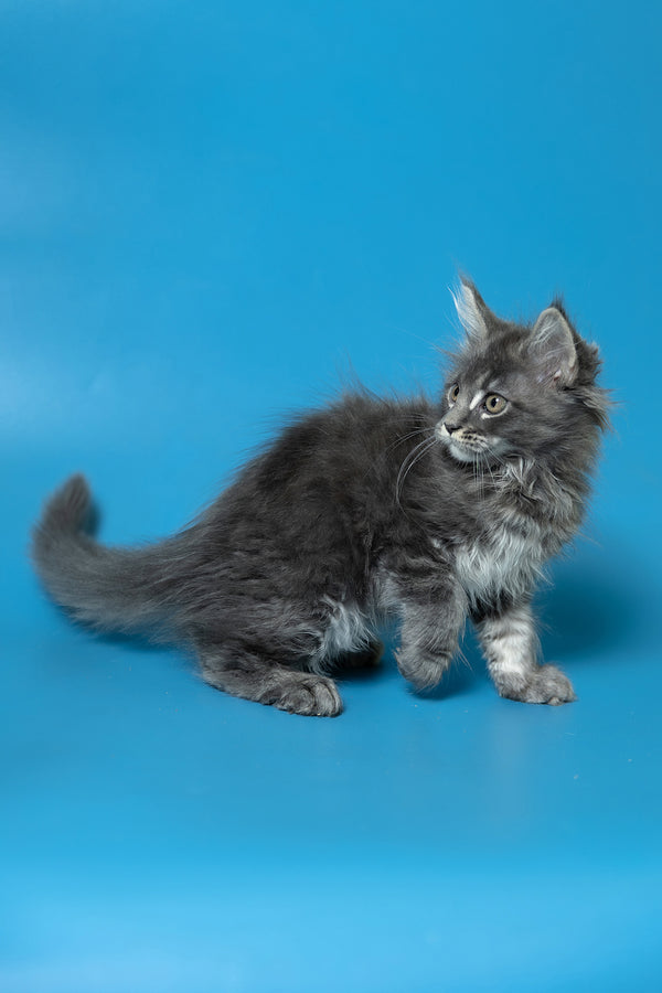 Derya | Maine Coon Kitten