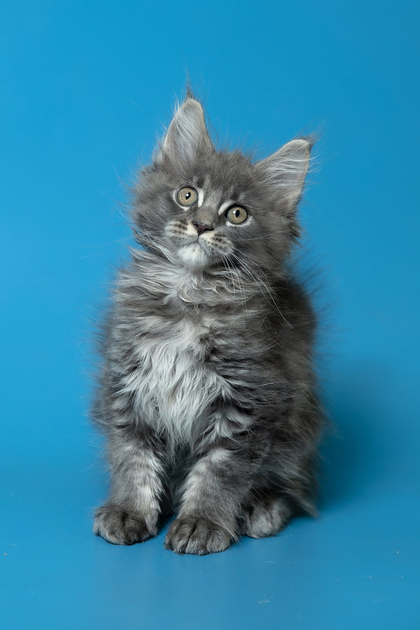 Derya | Maine Coon Kitten