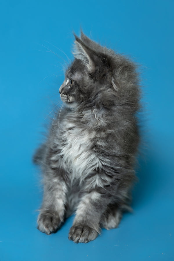 Derya | Maine Coon Kitten