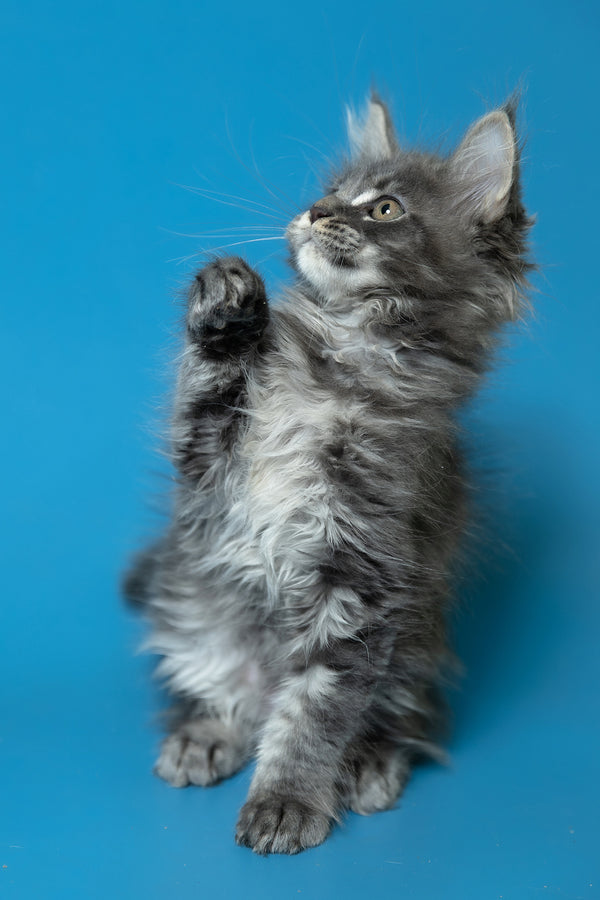 Derya | Maine Coon Kitten