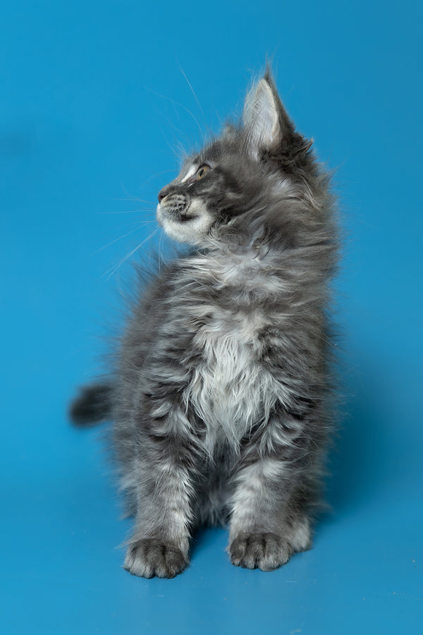 Derya | Maine Coon Kitten