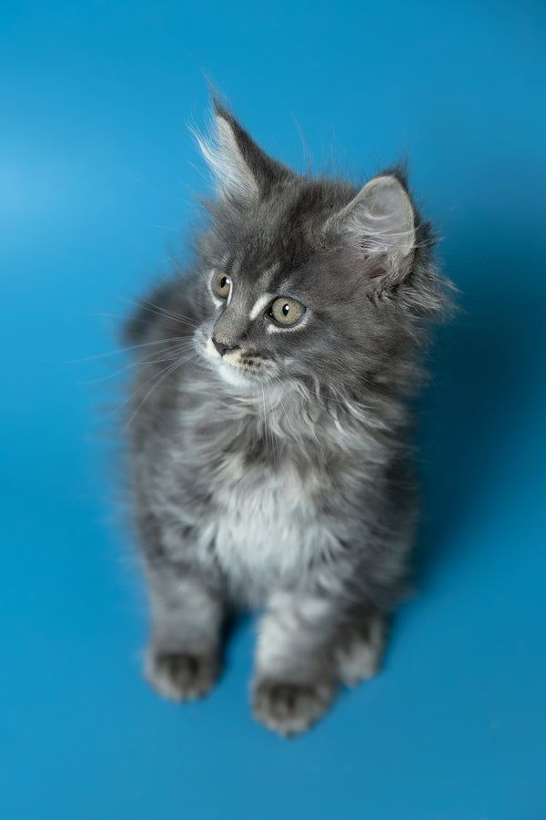 Derya | Maine Coon Kitten
