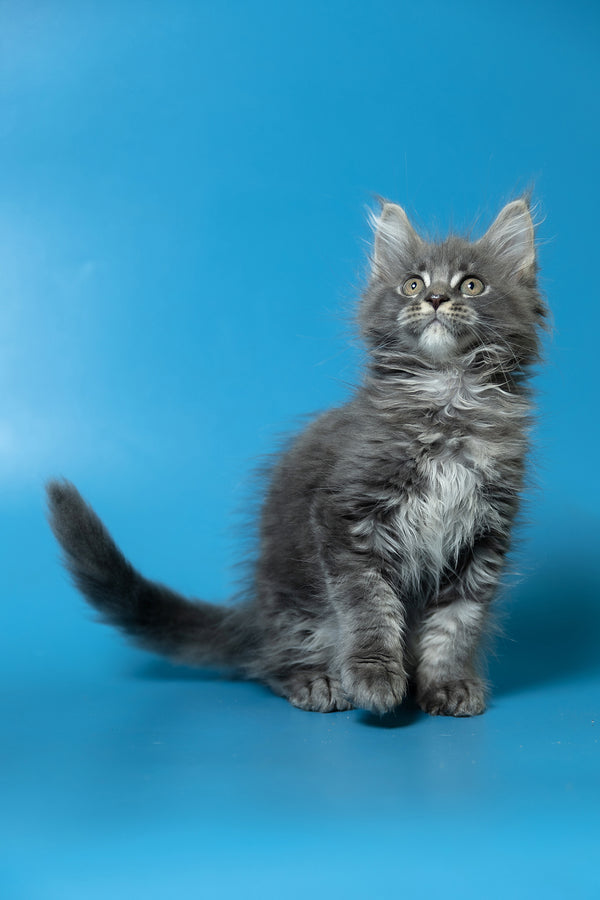 Derya | Maine Coon Kitten