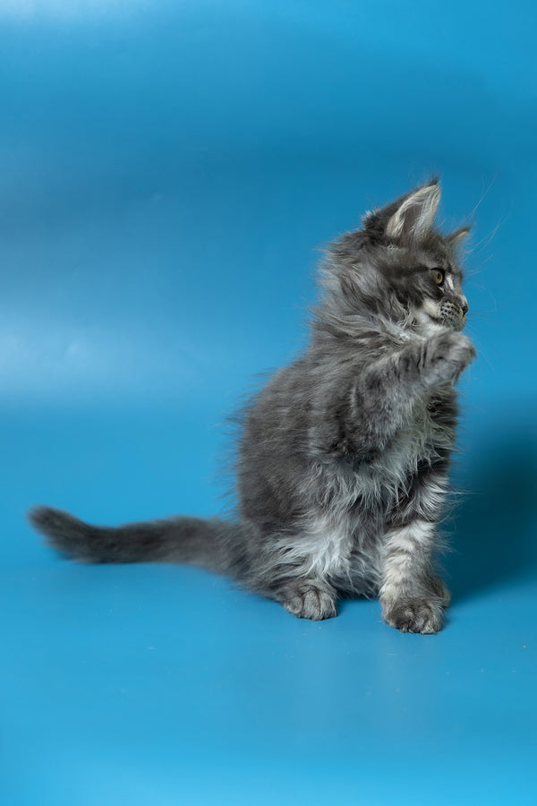 Derya | Maine Coon Kitten