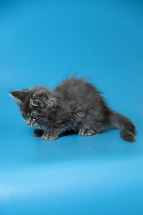 Derya | Maine Coon Kitten