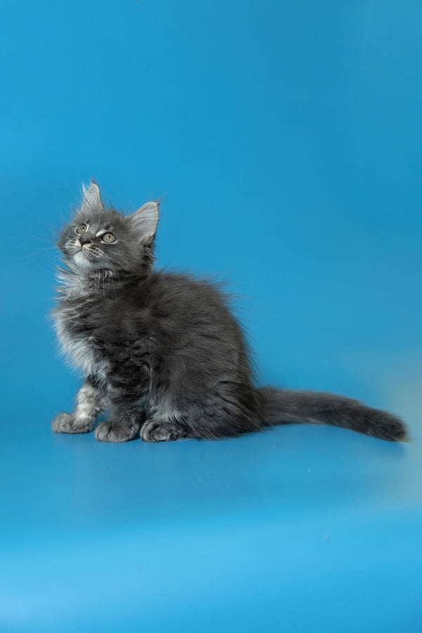 Derya | Maine Coon Kitten