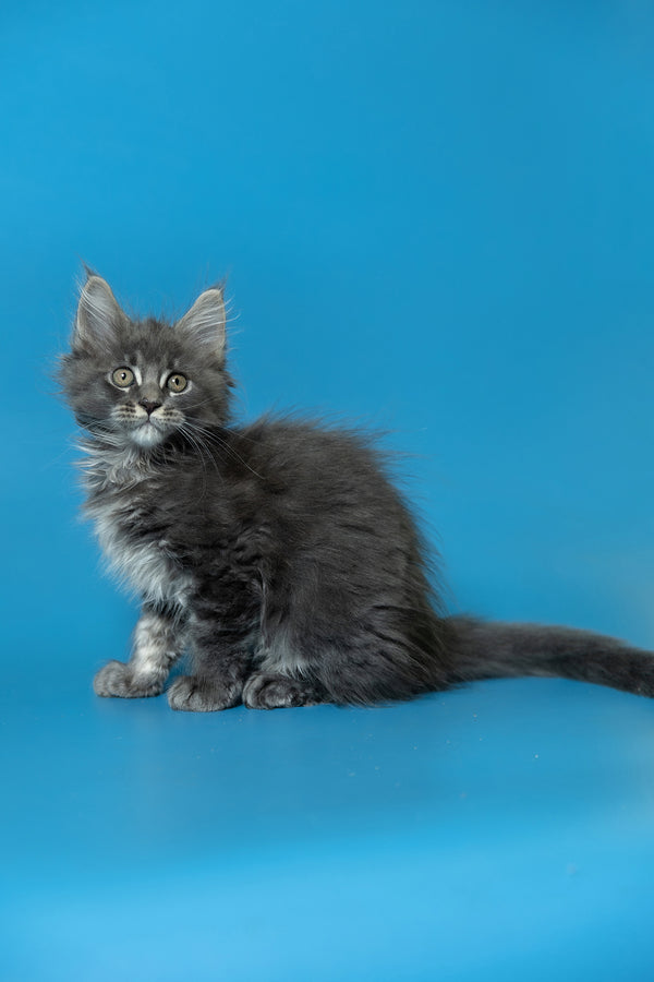Derya | Maine Coon Kitten
