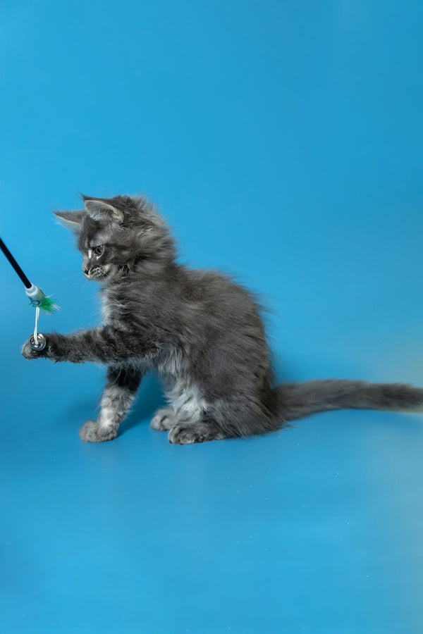 Derya | Maine Coon Kitten