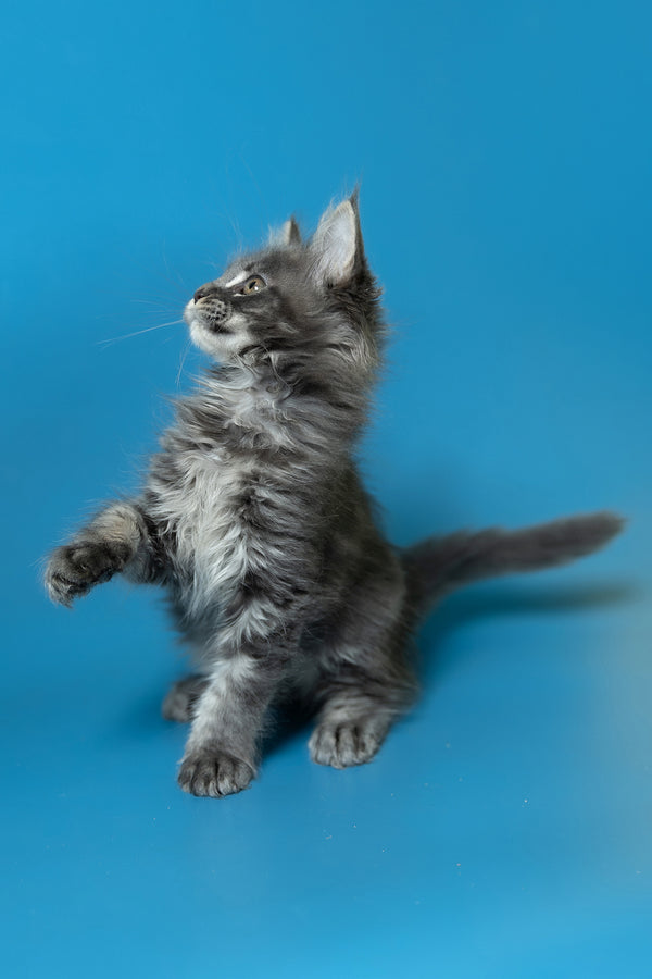 Derya | Maine Coon Kitten
