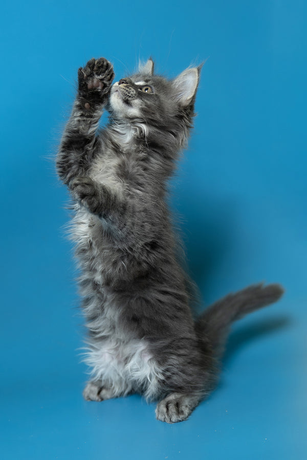Derya | Maine Coon Kitten