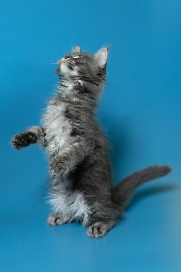 Derya | Maine Coon Kitten
