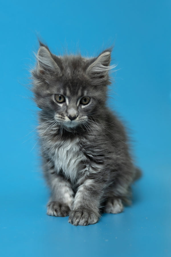 Derya | Maine Coon Kitten