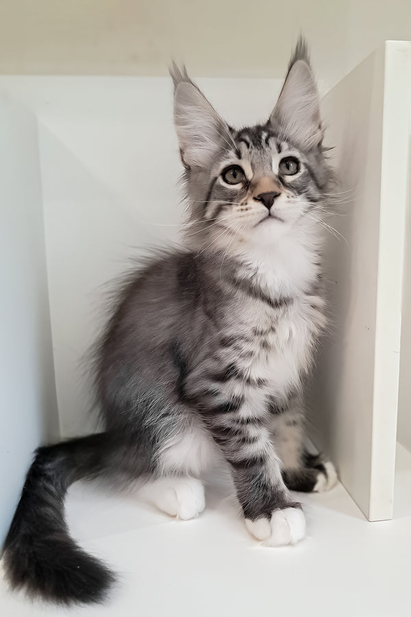 Dior | Maine Coon Kitten