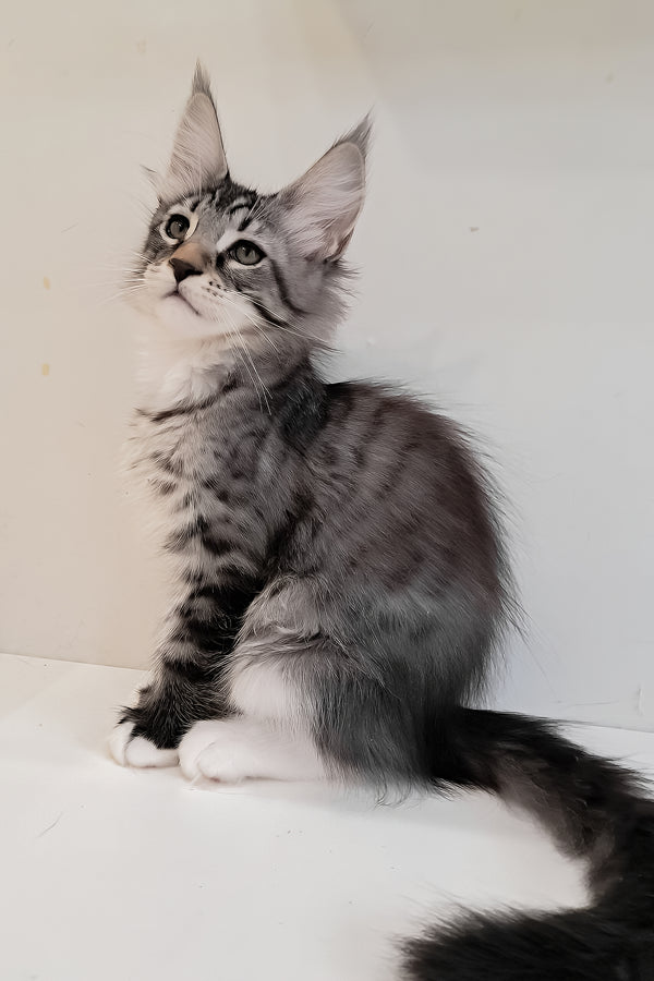 Dior | Maine Coon Kitten
