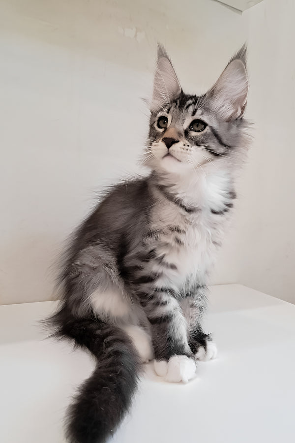 Dior | Maine Coon Kitten