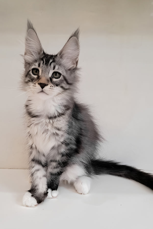 Dior | Maine Coon Kitten