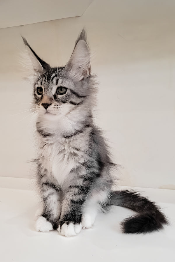 Dior | Maine Coon Kitten