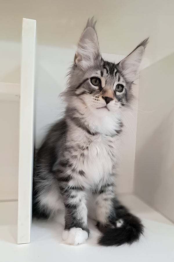 Dior | Maine Coon Kitten