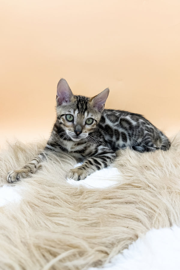 Diesel | Bengal Kitten