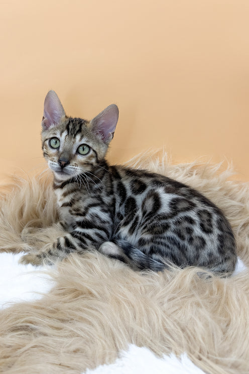 Diesel | Bengal Kitten