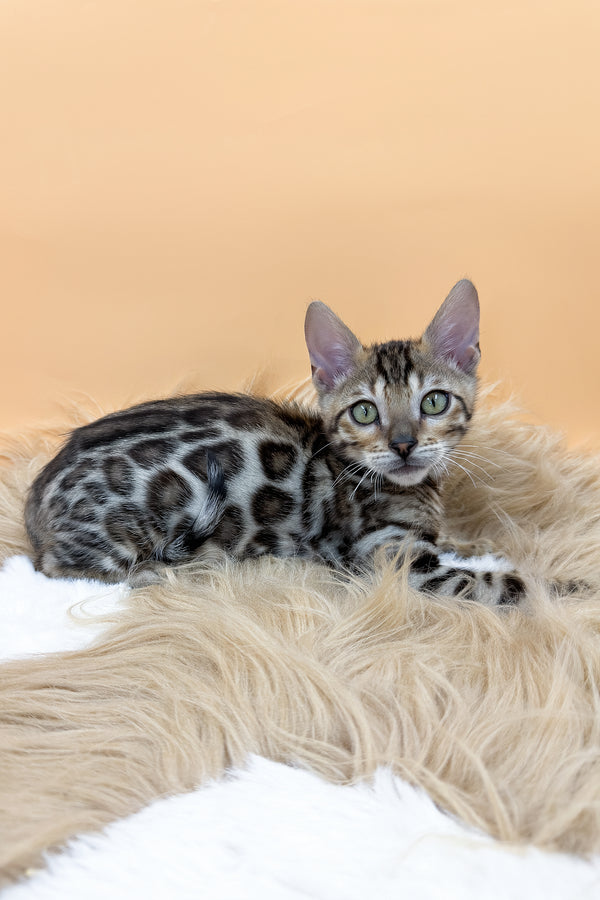 Diesel | Bengal Kitten