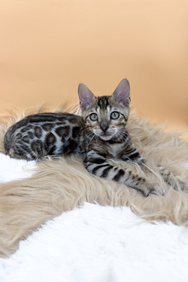 Diesel | Bengal Kitten