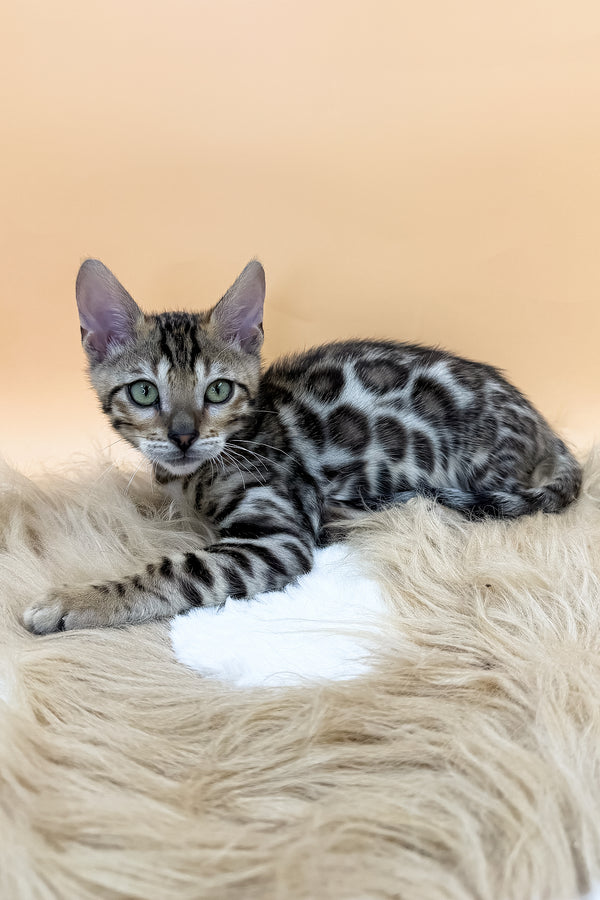 Diesel | Bengal Kitten