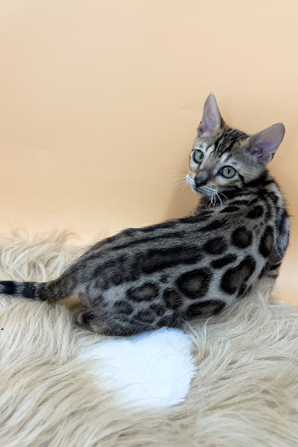 Diesel | Bengal Kitten