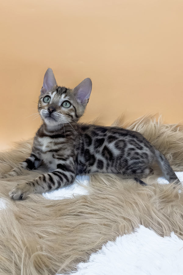 Diesel | Bengal Kitten