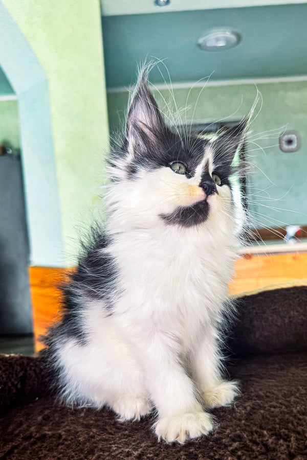 Dream | Maine Coon Kitten