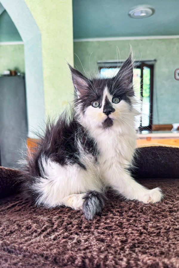 Dream | Maine Coon Kitten