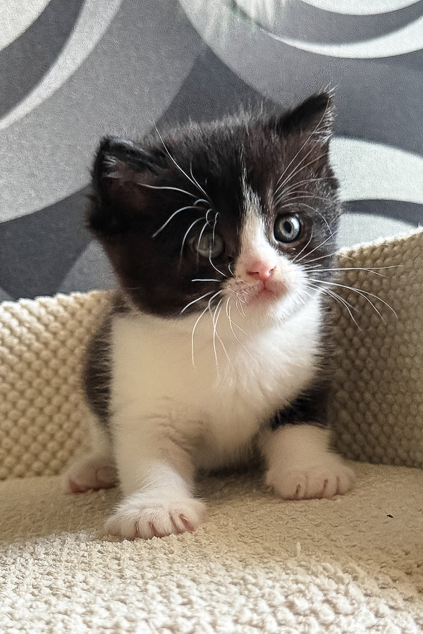 Luntik | British Shorthair Kitten