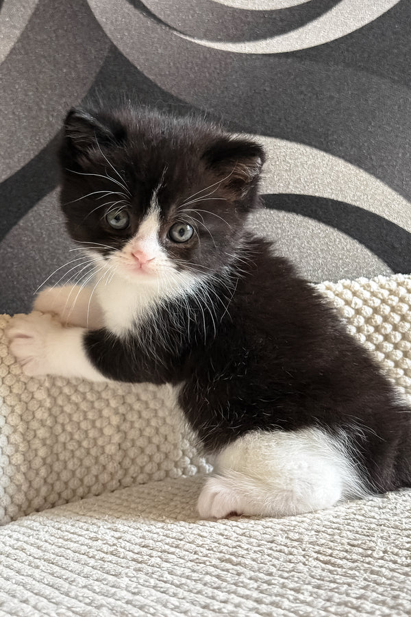 Luntik | British Shorthair Kitten