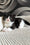 Luntik | British Shorthair Kitten