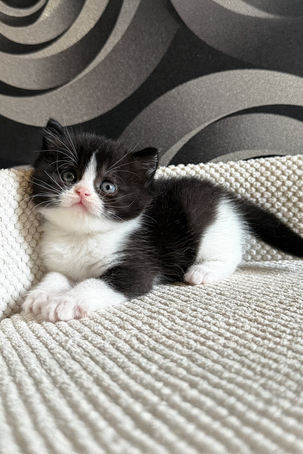 Luntik | British Shorthair Kitten