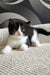 Luntik | British Shorthair Kitten