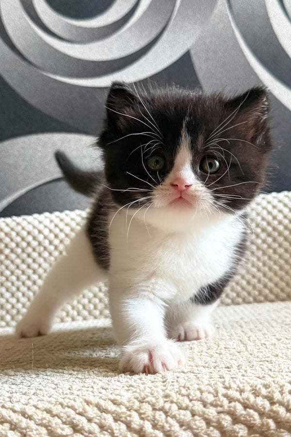 Luntik | British Shorthair Kitten