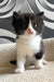 Luntik | British Shorthair Kitten