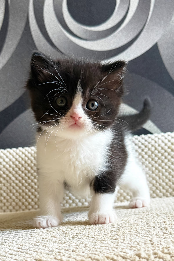 Luntik | British Shorthair Kitten