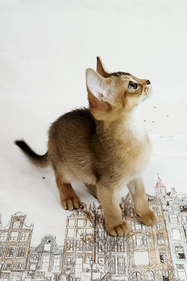 Diana | Abyssinian Kitten