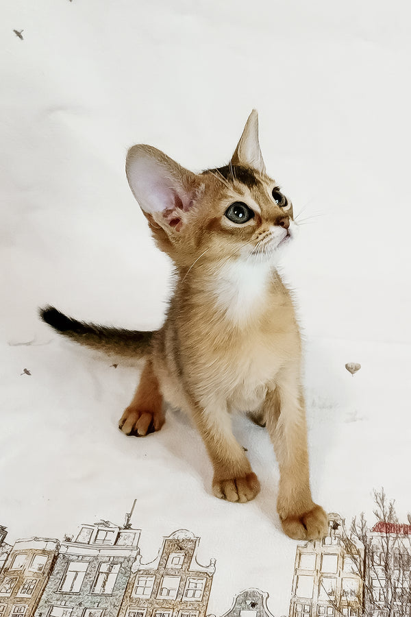 Diana | Abyssinian Kitten