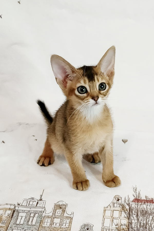 Diana | Abyssinian Kitten