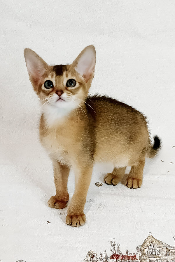 Diana | Abyssinian Kitten