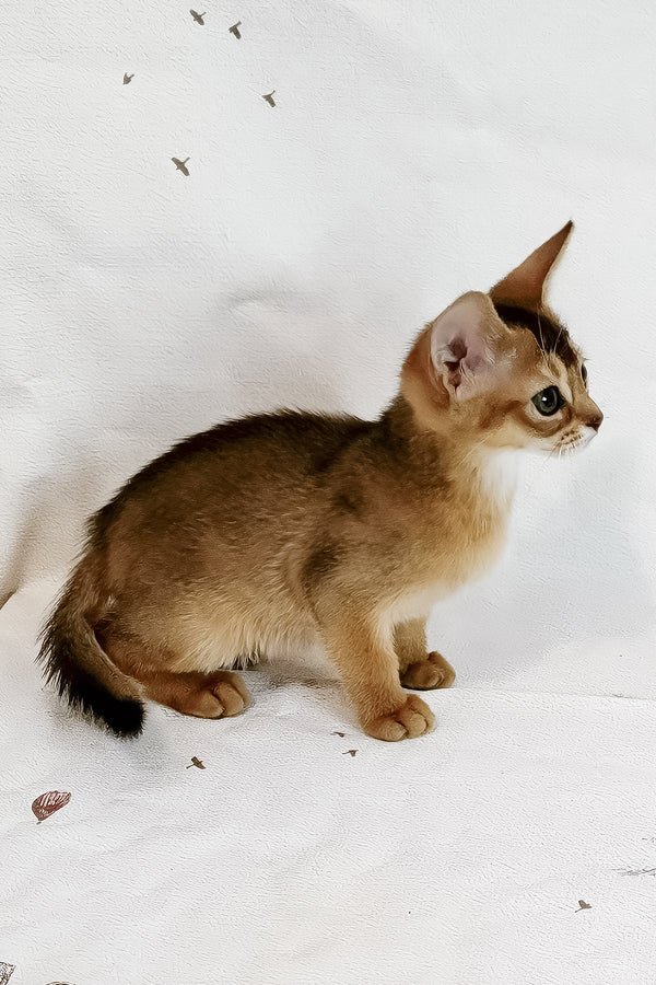Diana | Abyssinian Kitten