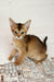 Diana | Abyssinian Kitten