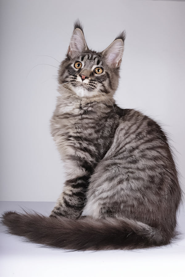 Lorry | Maine Coon Kitten
