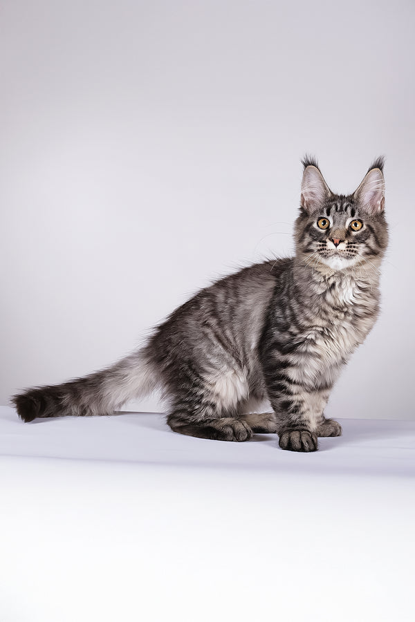 Lorry | Maine Coon Kitten