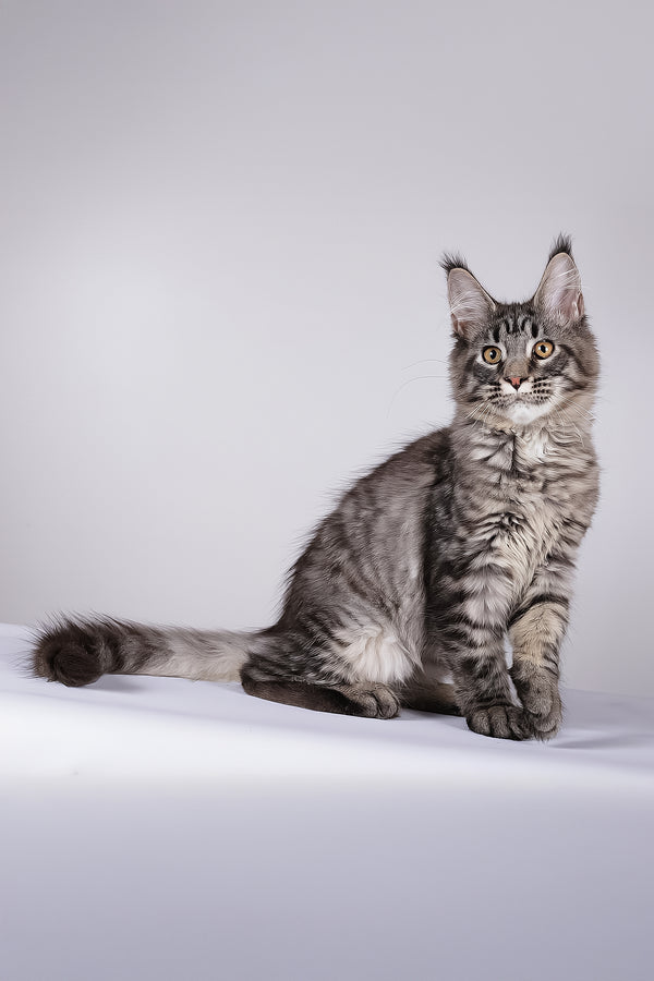 Lorry | Maine Coon Kitten